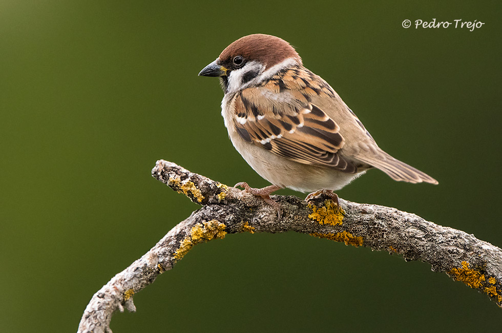 Gorrion molinero (Passer montanus)